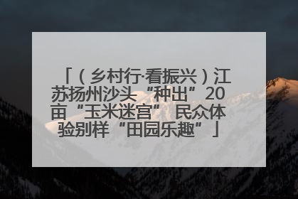 （乡村行·看振兴）江苏扬州沙头“种出”20亩“玉米迷宫” 民众体验别样“田园乐趣”
